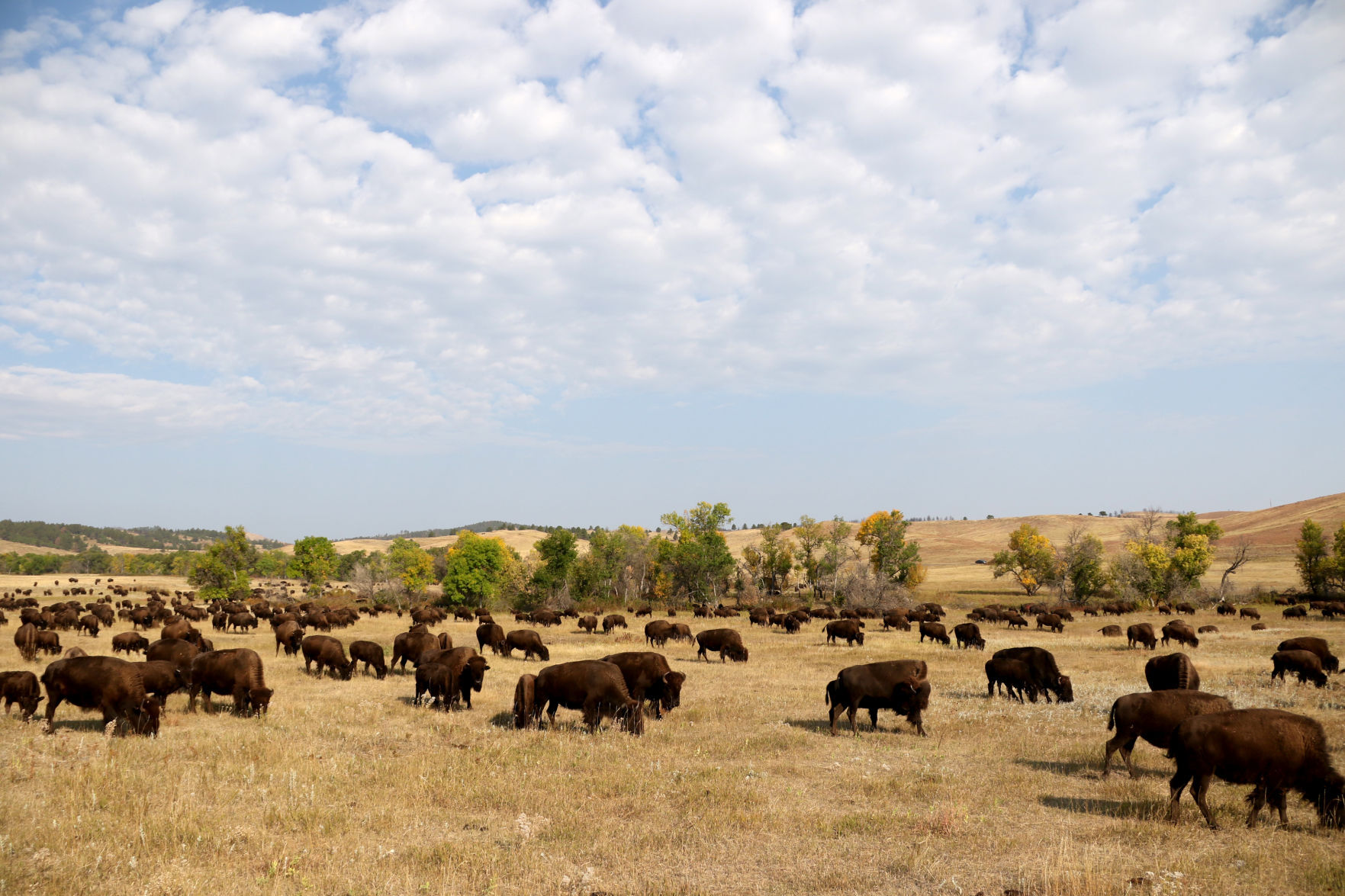 Buffalo Roundup Preview